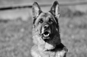 Canine Security added to protection service